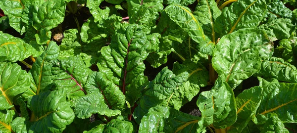 Bietola Bietola Svizzera Ortaggio Foglia Verde Nelle Cultivar Del Gruppo — Foto Stock