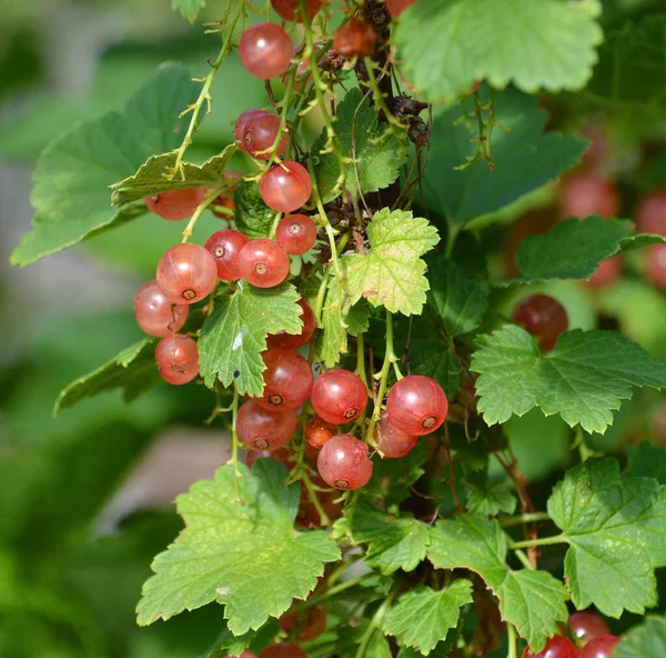 Prunus Cerasus Est Une Espèce Prunus Sous Genre Cerasus Cerises — Photo