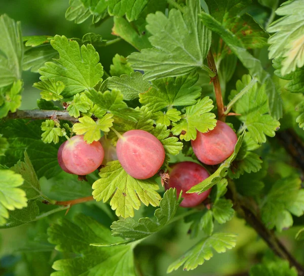 Prunus Cerasus Surkörsbär Syrliga Körsbär Eller Dvärgkörsbär Art Prunus Undersläktet — Stockfoto
