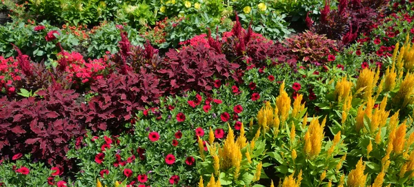Smíšené Květiny Letní Zahradní Krajina Montreal Quebec Kanada — Stock fotografie