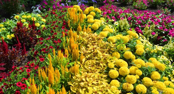 Mixed Flowers Summer Garden Landscape Montreal Quebec Canada — Stock Photo, Image