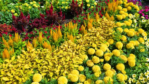 Smíšené Květiny Letní Zahradní Krajina Montreal Quebec Kanada — Stock fotografie