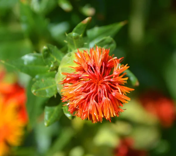 Safflower Highly Branched Herbaceous Thistle Annual Plant Commercially Cultivated Vegetable — Stock Photo, Image