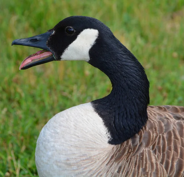 Canada goose family is a large wild goose species with a black head and neck, white patches on the face, and a brown body.