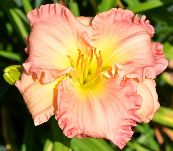 Daylily Una Planta Con Flores Perteneciente Género Hemerocallis Que Criado —  Fotos de Stock