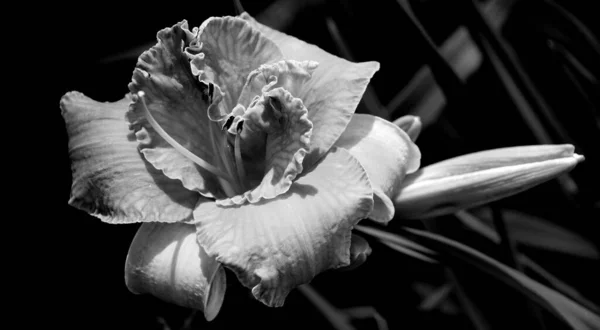 Hemerocallis 식물로서 매력적 피우기 오랫동안 아담하게 번식해 — 스톡 사진