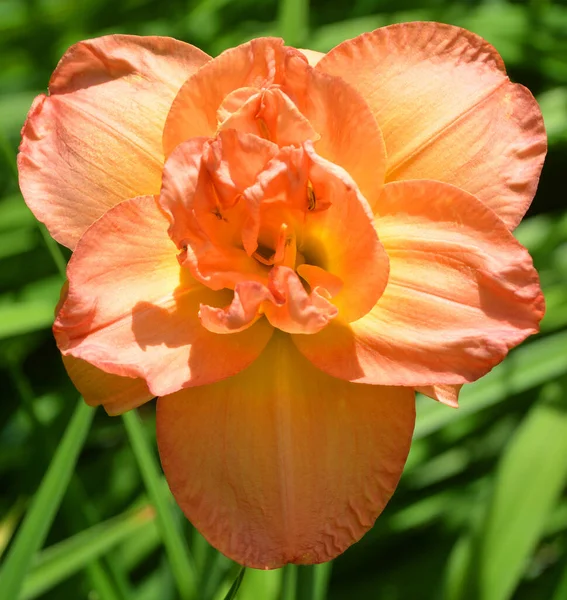 Daylily Una Pianta Fiore Del Genere Hemerocallis Hanno Allevato Lungo — Foto Stock