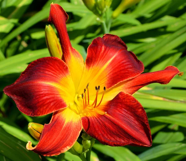 Gündüzleri Hemerocallis Cinsinde Çiçek Açan Bir Bitkidir Çekici Çiçekleri Için — Stok fotoğraf