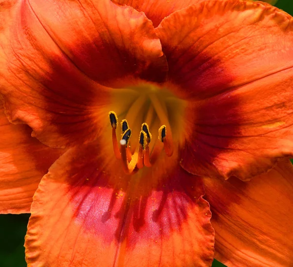 Daylily Una Planta Con Flores Perteneciente Género Hemerocallis Que Criado —  Fotos de Stock