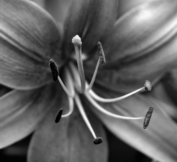 Denní Lilie Kvetoucí Rostlina Rodu Hemerocallis Mají Dlouhé Odchovy Denních — Stock fotografie