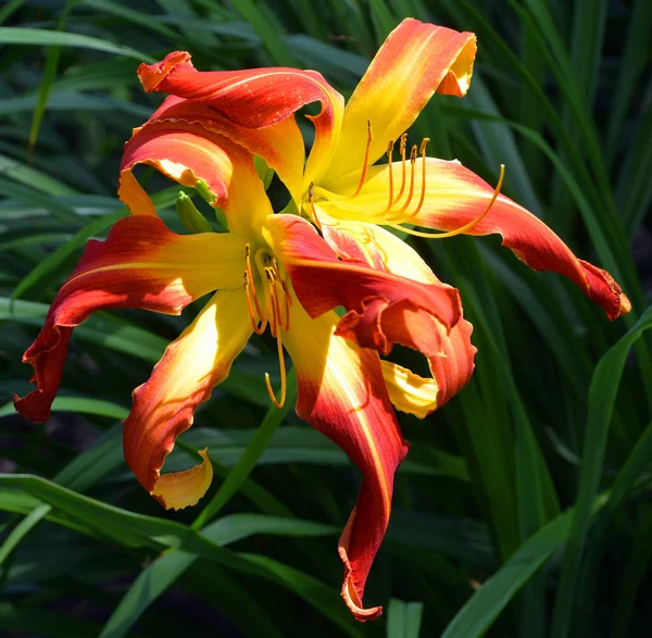 Daylily Una Planta Con Flores Perteneciente Género Hemerocallis Que Criado —  Fotos de Stock