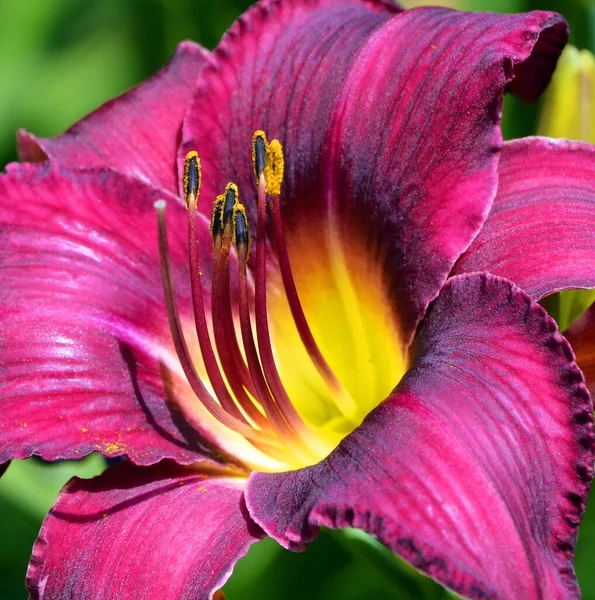 Daylily Una Pianta Fiore Del Genere Hemerocallis Hanno Allevato Lungo — Foto Stock