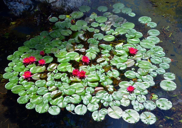 Vodní Leknín Nymphaeaceae Čeledí Kvetoucích Rostlin Příslušníci Této Rodiny Běžně — Stock fotografie