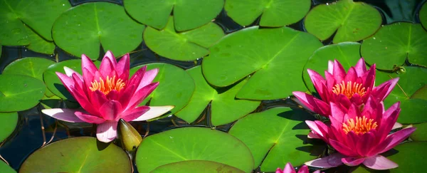 Nilüfer Çiçeği Nymphaeaceae Çiçekli Bir Bitki Ailesidir Ailenin Fertlerine Genelde — Stok fotoğraf