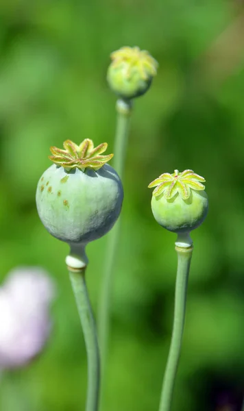 Nel Parco Giardino Cuore Papavero Una Pianta Fiore Della Sottofamiglia — Foto Stock