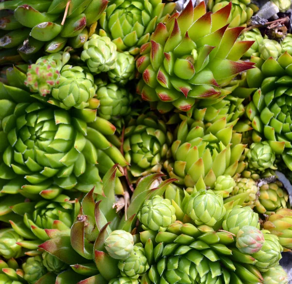 Succulents Cactus Dans Jardin Botanique Désert — Photo