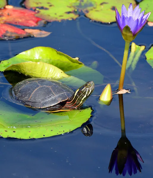 Northern Map Turtle Graptemys Geographica Common Map Turtle Aquatic Turtle — Stock Photo, Image