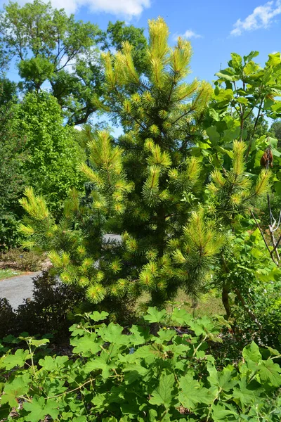 Pinus Contorta Med Vanliga Namnen Lodgepole Tall Och Strandtall Och — Stockfoto