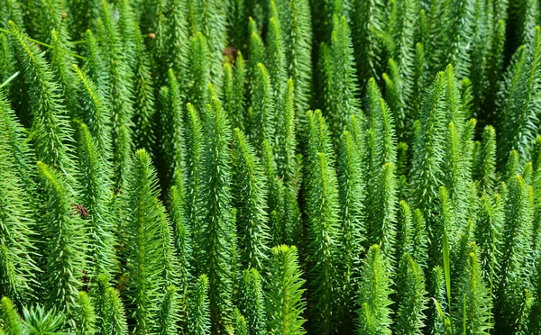 马尾草是欧亚和北美的一种常见水生植物 从格陵兰岛到青藏高原再到亚利桑那州 它喜欢不含酸的水 — 图库照片