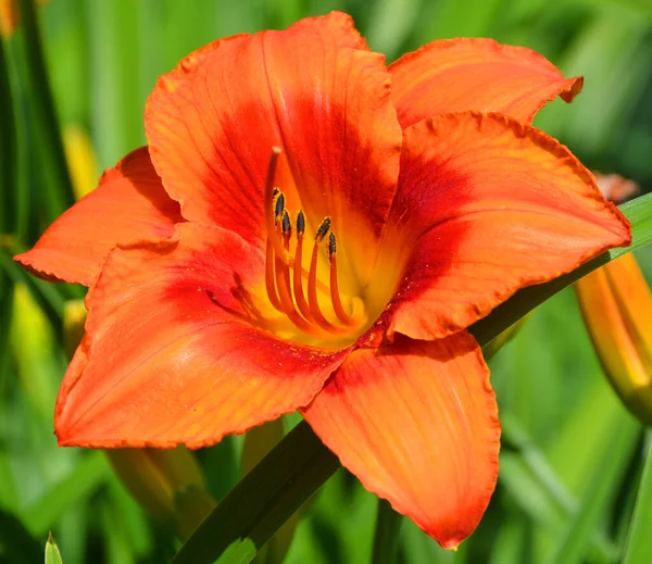 Hermoso Tulipán Rojo Jardín — Foto de Stock