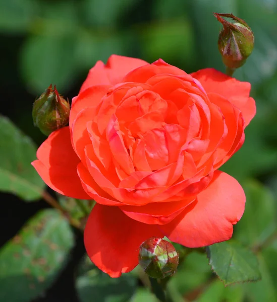 Bellissimo Fiore Rosa Giardino — Foto Stock