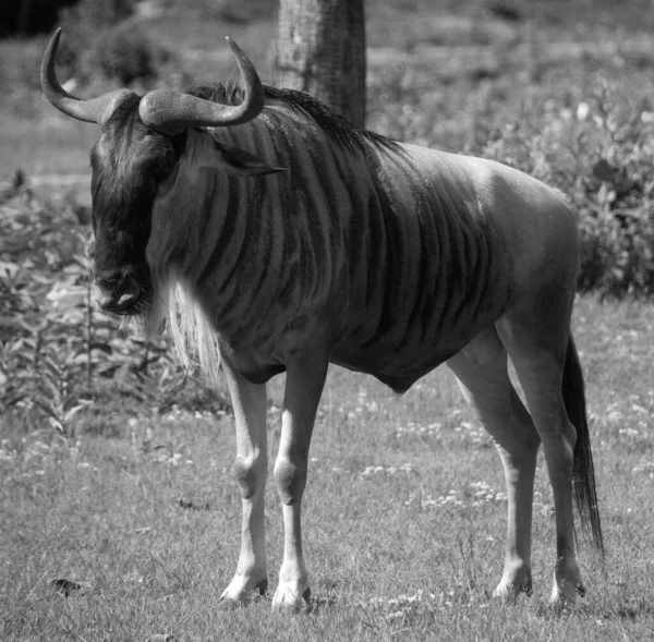 Antilop Gnu Antilopgiller Connochaetes Familyasından Bir Antilop Türü Toynaklı Bir — Stok fotoğraf