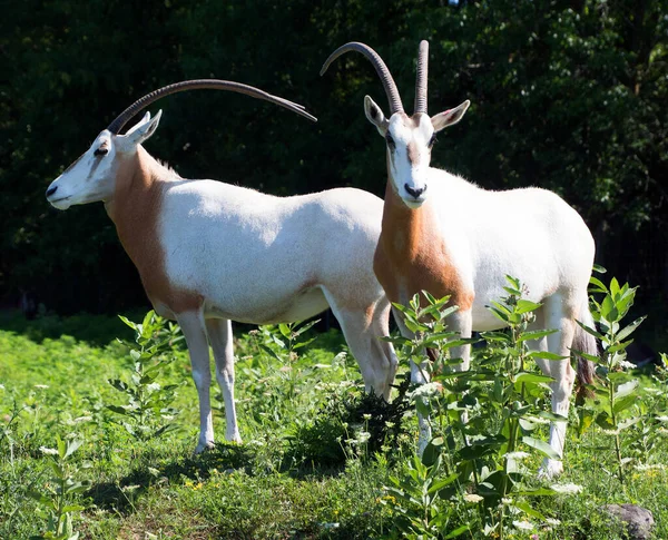 Addax Más Néven Fehér Antilop Sikoltozó Antilop Egy Antilop Nemzetség — Stock Fotó
