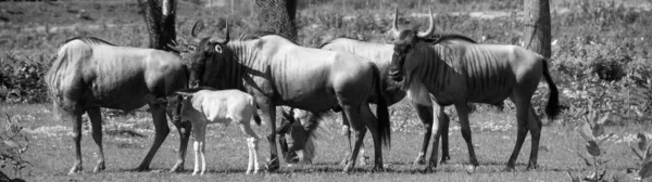 Gnu Também Chamado Gnu Antílope Gênero Connochaetes Mamífero Amuado Ungulado — Fotografia de Stock