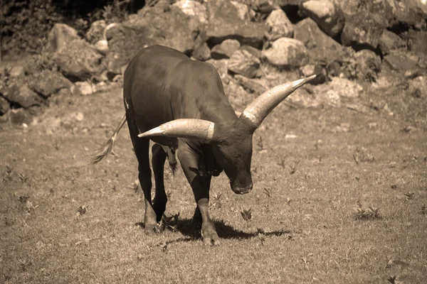 Ankole Watusi Uma Raça Moderna Americana Gado Doméstico Ele Deriva — Fotografia de Stock