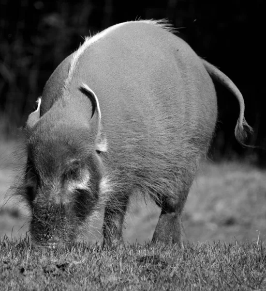 Cochon Rouge Rivière Également Connu Sous Nom Cochon Brousse Mais — Photo