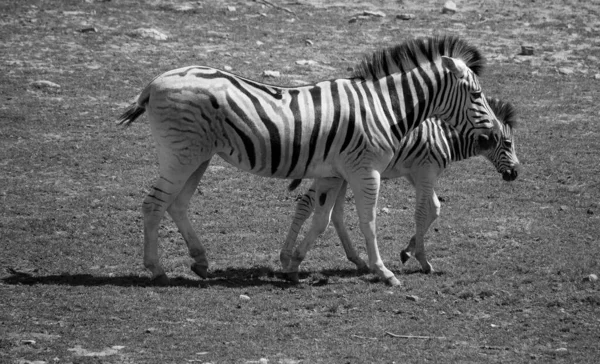 Zebra Zijn Verschillende Soorten Afrikaanse Paardachtigen Paardenfamilie Verenigd Door Hun — Stockfoto