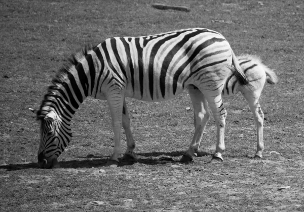 Las Cebras Son Varias Especies Equinos Africanos Familia Los Caballos —  Fotos de Stock