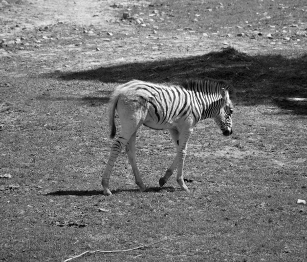 Zebras São Várias Espécies Equídeos Africanos Família Cavalos Unidos Por — Fotografia de Stock