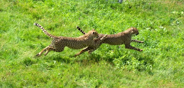 Jogando Juntos Chitas São Felinos Grande Porte Que Habitam Maior — Fotografia de Stock