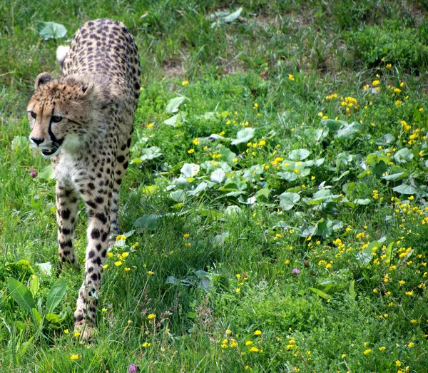 Jugando Juntos Guepardos Son Felinos Gran Tamaño Que Habitan Mayor — Foto de Stock