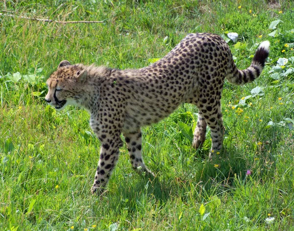 Együtt Játszani Két Gepárdot Egy Nagyméretű Macska Ami Afrika Nagy — Stock Fotó