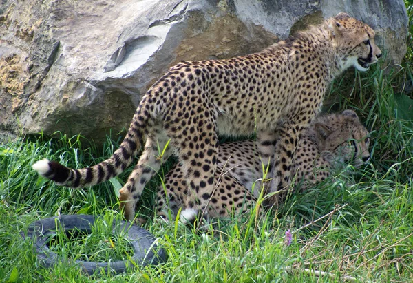 Együtt Játszani Két Gepárdot Egy Nagyméretű Macska Ami Afrika Nagy — Stock Fotó