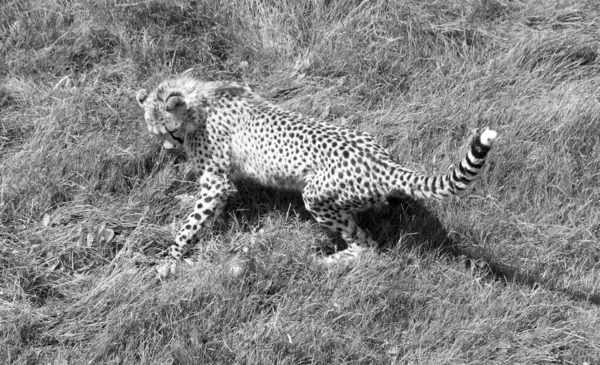 Jugando Juntos Guepardos Son Felinos Gran Tamaño Que Habitan Mayor — Foto de Stock