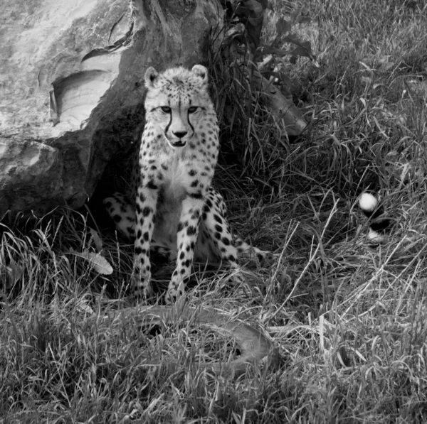 Playing together 2 cheetahs are large-sized feline inhabiting most of Africa and part of the Middle East.