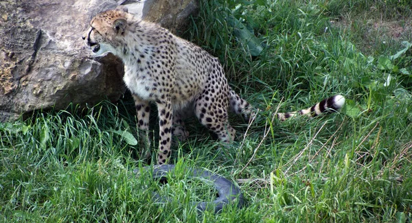 Hraní Spolu Gepardi Jsou Velké Kočky Obývající Většinu Afriky Část — Stock fotografie