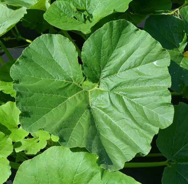 Foglie Fiori Zucca Crescono Nel Giardino Verde — Foto Stock