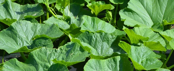 Foglie Fiori Zucca Crescono Nel Giardino Verde — Foto Stock