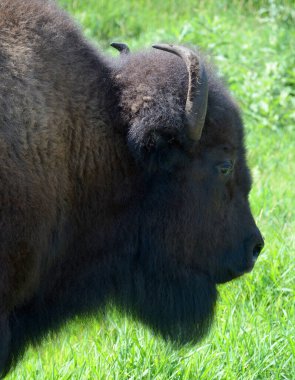 Bizonlar, Bovinae alt familyasındaki Bison cinsinde büyük, tek parmaklı ve tek ayaklıdır.. 