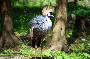 Gri taçlı turna, Gruidae familyasından bir kuş türü. Sahra 'nın güneyindeki Afrika' nın kuru savanalarında meydana gelmektedir, ancak biraz daha nemli ortamlarda yuva yapar.. 