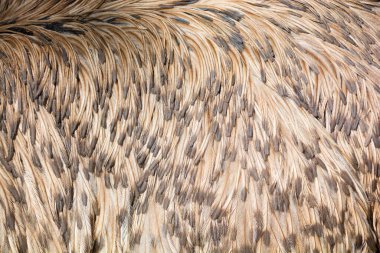 Gri taçlı turna, Gruidae familyasından bir kuş türü. Sahra 'nın güneyindeki Afrika' nın kuru savanalarında meydana gelmektedir, ancak biraz daha nemli ortamlarda yuva yapar.. 