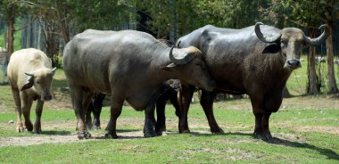 Buffaloes animals in wild nature clipart