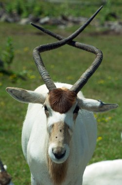 Addax (ayrıca beyaz antilop ve Screwhorn antilobu olarak da bilinir), Sahra Çölü 'nde yaşayan bir antilop türüdür..
