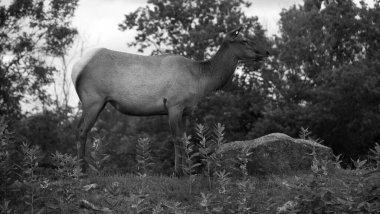 Geyik, geyik familyasının Cervidae familyasındaki en büyük ve Kuzey Amerika ve Doğu Asya 'daki en büyük kara memelilerinden biridir..