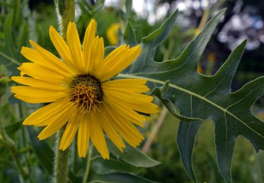 Silphium laciniatum, Pusula bitkisi olarak da bilinen, Pusula familyasından bir bitki türü. Kuzey Amerika 'ya özgüdür. 