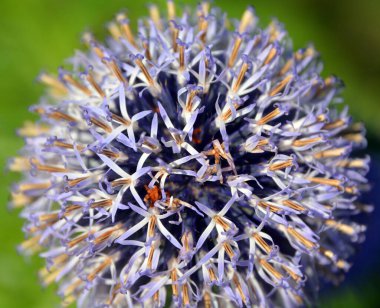 mor top çiçeği, yaz botaniği ve bitki örtüsü, ot 